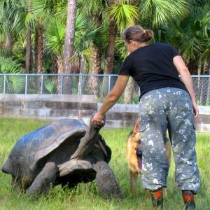 Aldabra Breeders