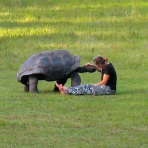 Aldabra Breeders