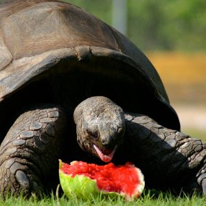 Aldabra Breeders