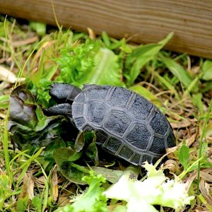 Aldabra Breeders