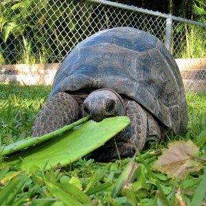 Aldabra Breeders