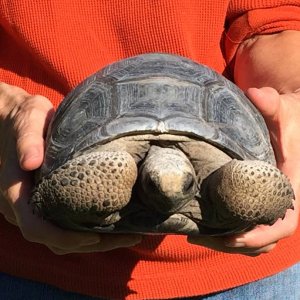 Aldabra Breeders