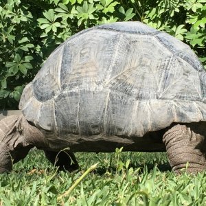 Aldabra Breeders