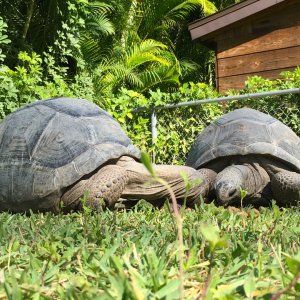 Aldabra Breeders