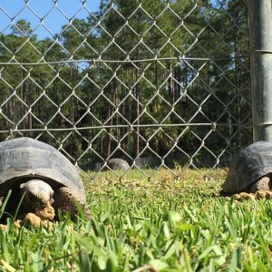 Aldabra Breeders