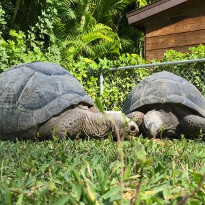 Aldabra Breeders