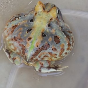 c. cornuta