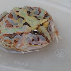 c. aurita