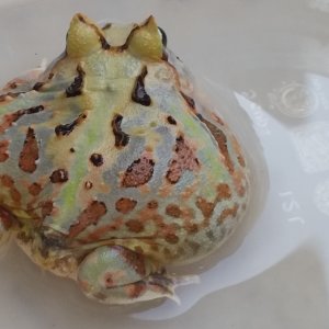 c. aurita