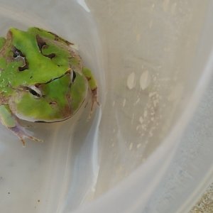 c. cornuta