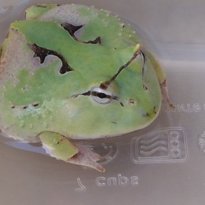 c. cornuta
