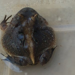 c. cornuta