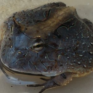 c. cornuta