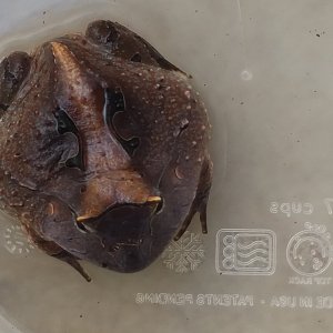 c. cornuta