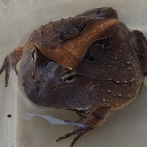 c. cornuta
