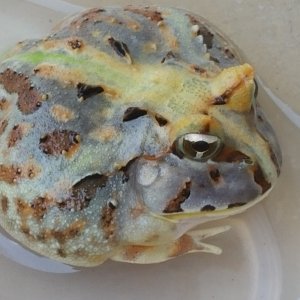 c. aurita