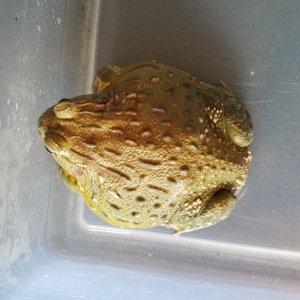 Female African Bullfrog