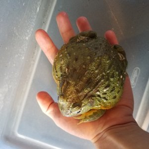 Female African Bullfrog