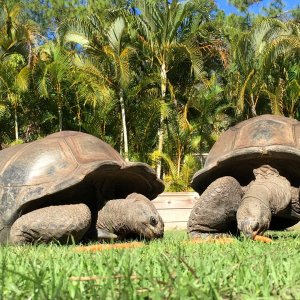 Aldabra Breeders