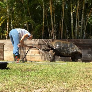 Aldabra Breeders