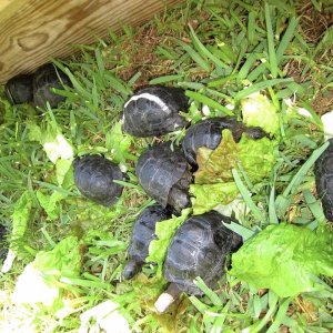 Aldabra Breeders