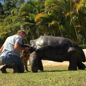 Aldabra Breeders