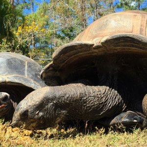Aldabra Breeders