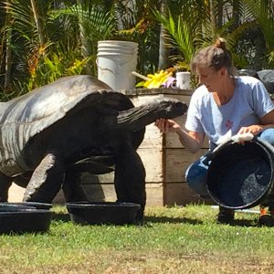 Aldabra Breeders