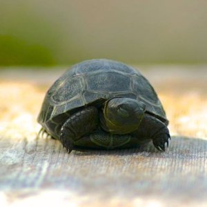 Aldabra Breeders