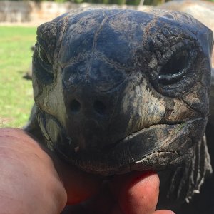 Aldabra Breeders