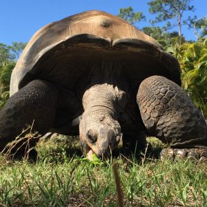 Aldabra Breeders