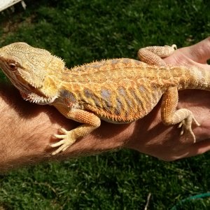 Female, SCHL, 10months,