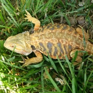 Female, SCHL, 10months,