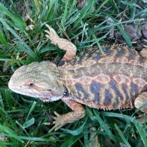 Female, SCHL, 10months,