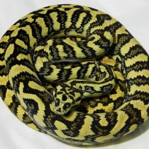 2014 Diamond Jungle Jag male