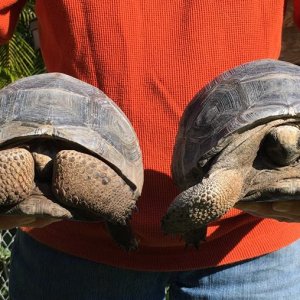Aldabra Breeders
