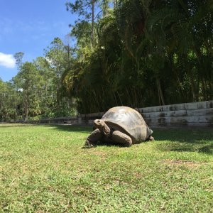 Aldabra Breeders