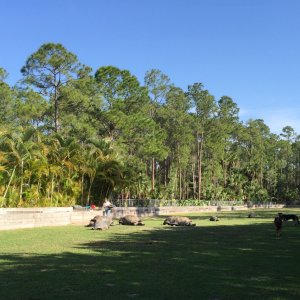 Aldabra Breeders