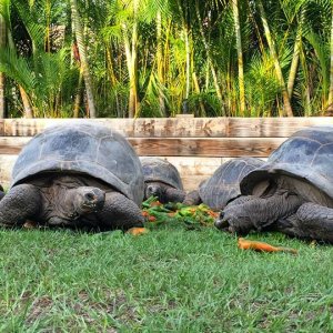 Aldabra Breeders