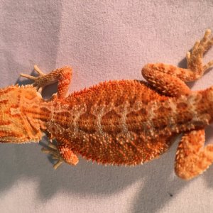 Beardies looking for homes!
