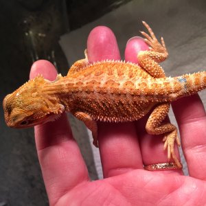 Beardies looking for homes!