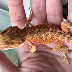 Beardies looking for homes!