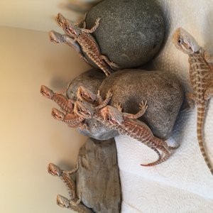 Beardies looking for homes!