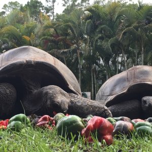 Aldabra Breeders