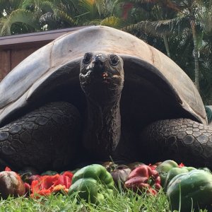 Aldabra Breeders