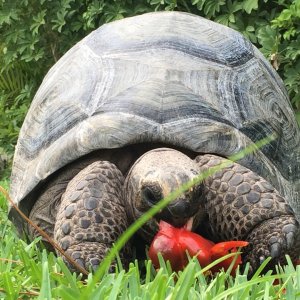 Aldabra Breeders