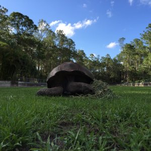 Aldabra Breeders