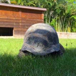 Aldabra Breeders