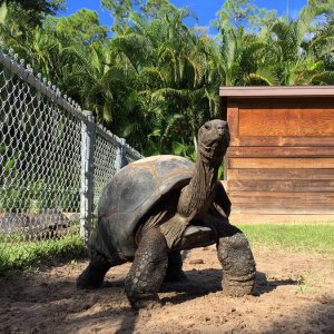 Aldabra Breeders