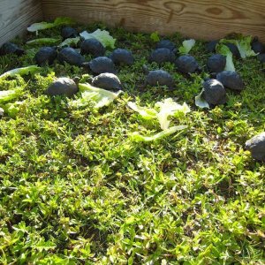 Aldabra Breeders